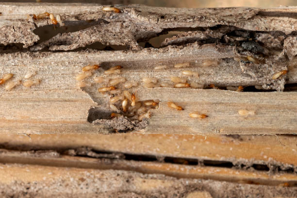 Wasp Removal Services in Andrews, TX